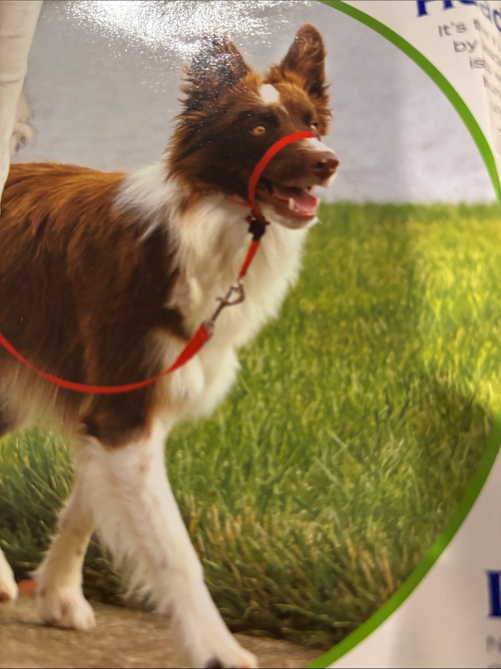Premier The Gentle Leader Way Training DVD - black with head collar, no leash